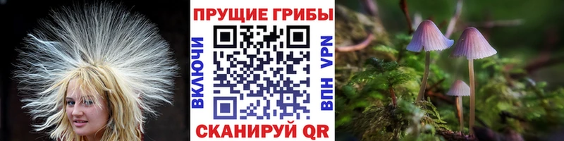 OMG ссылка  Староминская  Псилоцибиновые грибы Magic Shrooms 